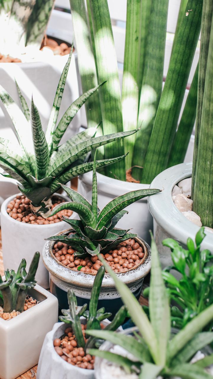 Why You Need an Indoor Garden img